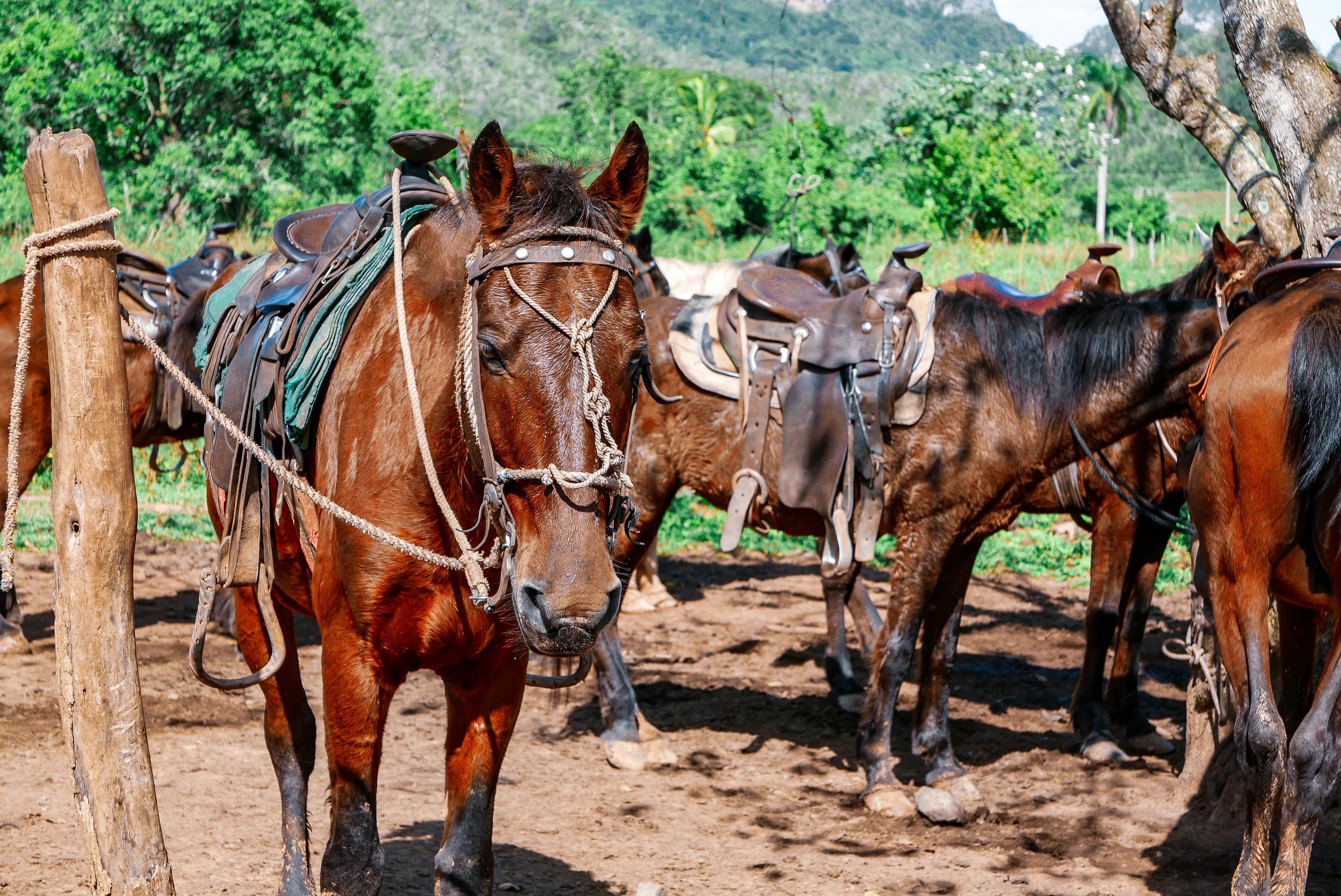 Cayo Jutías & the Cuban Countryside 2025/2026